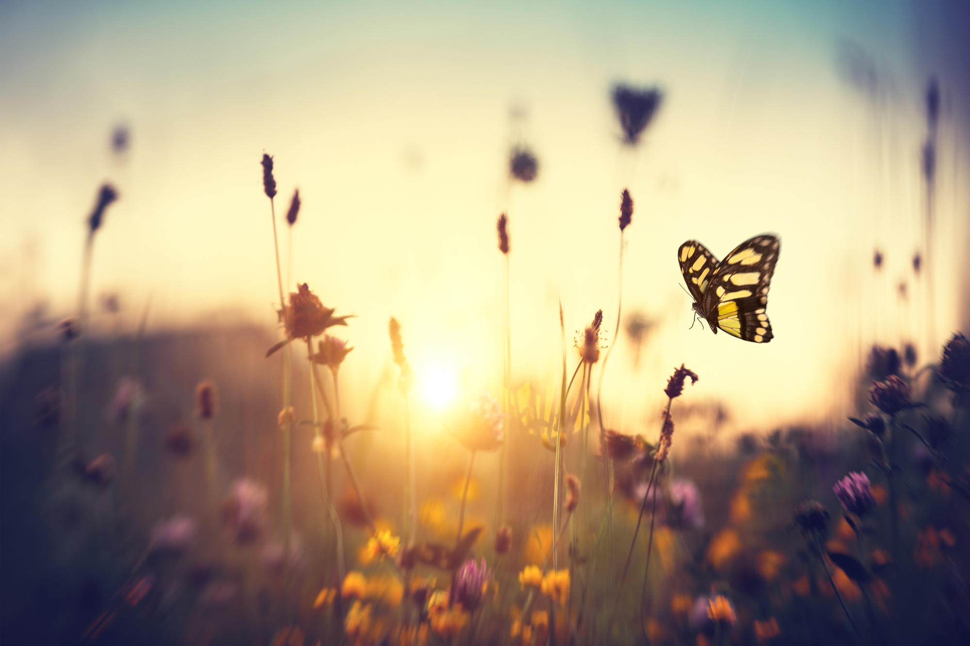 butterfly in a meadow
